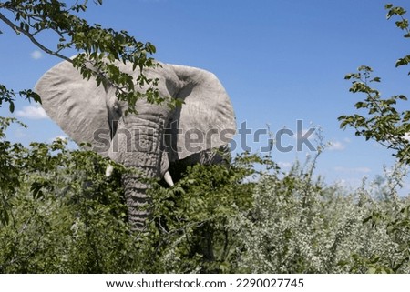 huge elephant in the wild