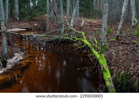 a small forest river in winter
