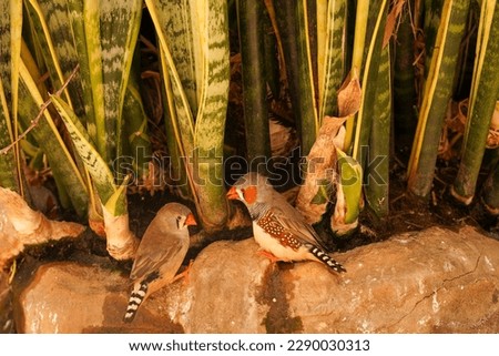 Brightly colored tropical birds sit on a rock near a green plant. Summer vacation and travel.