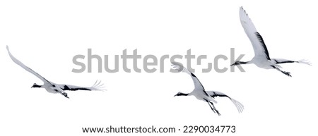 Red-crowned cranes soar into the sky. Photos of isolated birds in Hokkaido, Japan