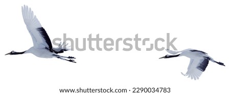 Two red-crowned cranes spread their wings and soar in the sky. Photos of isolated birds in Hokkaido, Japan Royalty-Free Stock Photo #2290034783