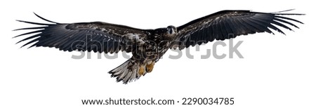 A white-tailed eagle raises its wings and soars high in the sky. Photos of isolated birds in Hokkaido, Japan