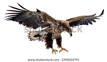 A white-tailed eagle spreads its wings and prepares to land on the snow. Photos of isolated birds in Hokkaido, Japan Royalty-Free Stock Photo #2290034791