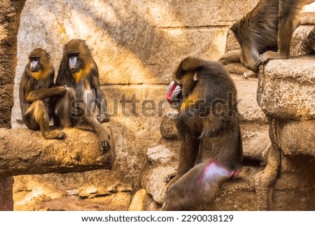 These are the Mandrill ( Mandrillus sphinx ) large monkey native to West Central Africa . The alfa male is the one with red and skin on the face and posterior and has larger canine teeth .