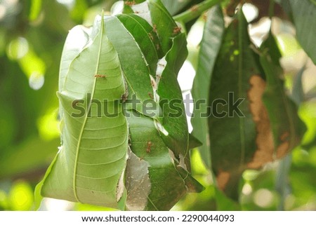 Red fire ants building nest. Ant nest with leaf on mango tree. Close up of inside ant's nest made from green leaf with blurred background.