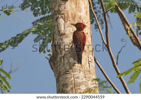 Pelatuk Merah, The banded woodpecker (Chrysophlegma miniaceum) or the banded red woodpecker is a species of bird in the family Picidae. It is found in Kalimantan Island