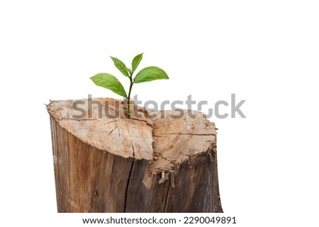 New life concept with sprouting sprout (tree). start symbol. clipping path. Royalty-Free Stock Photo #2290049891