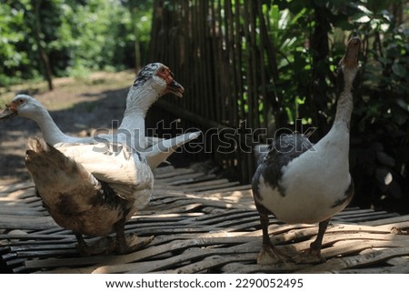 Cairina moschata or Muscovy duck is a type of poultry