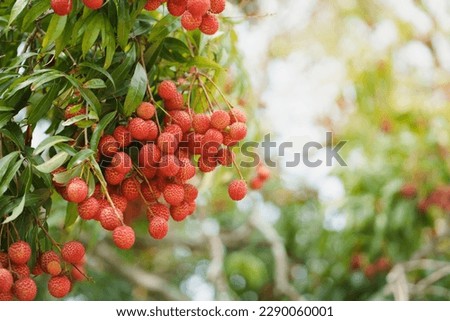 Fresh ripe lychee fruits hanging on lychee tree in plantation garden. Tropical summer fruit in Thailand. Royalty-Free Stock Photo #2290060001