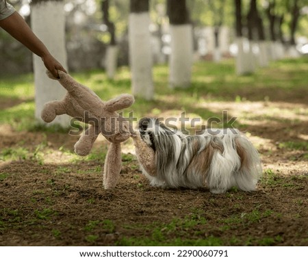 Pekingese plays tugging with bunny toy. Portrait of a small fluffy dog playing in park, soft focus and light spots in background. Funny pet plays with owner. Horizontal photo