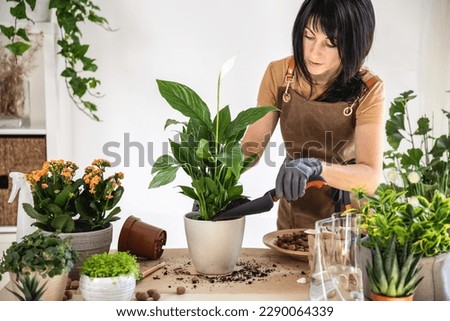 Female gardener adding soil in flowerpot with white peace lily, spathiphyllum while working at workshop. Planting of home green plants and flowers indoors, home garden, hobby, gardening blog concept Royalty-Free Stock Photo #2290064339
