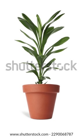 Beautiful dracaena plant in terracotta pot isolated on white. House decor