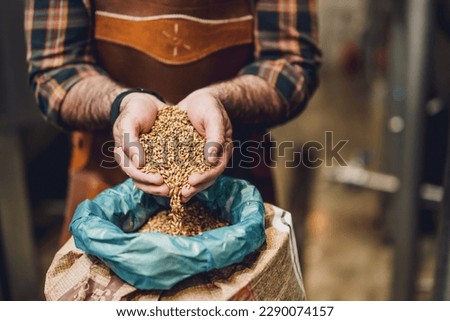 Master brewer examining the barley seeds before they enter production. Brewery technician with bag of barley in front. Royalty-Free Stock Photo #2290074157