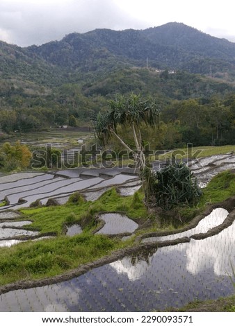 View of unique Spider's Web Rice Fields on the Indonesian island of Flores with sunlight reflected in the water and mountains in the background. High quality photo