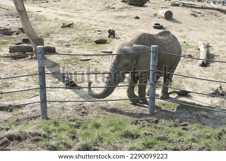 Elephant on a walk in zoo
