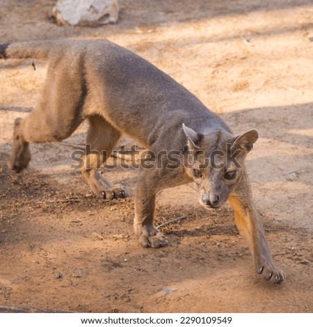 This is a fossa, a cat-like carnivours animal unique to Madagascar. Royalty-Free Stock Photo #2290109549