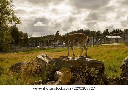 mountain goat on a stone in the green meadow in sunshine, eco zoo in Karelia