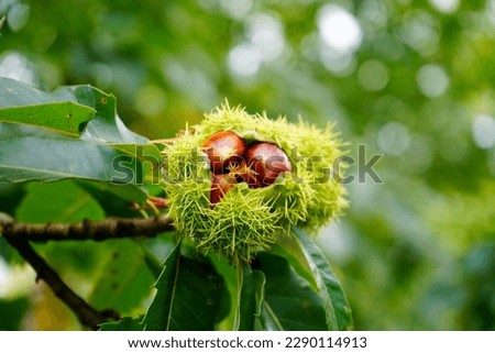 Close up of sweet chestnuts growing in a tree Royalty-Free Stock Photo #2290114913