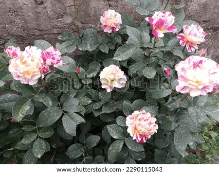 Rose closeup beautiful picture in a garden 