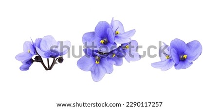 Set of violet flowers isolated on white  Royalty-Free Stock Photo #2290117257