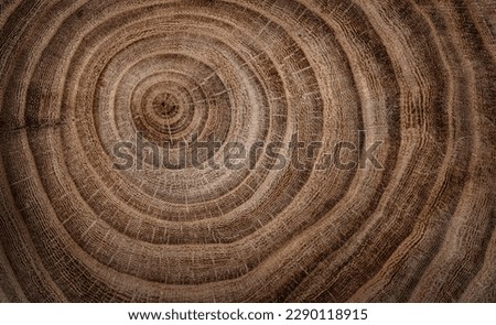 Stump of oak tree felled - section of the trunk with annual rings. Slice wood. Tree species oak. Royalty-Free Stock Photo #2290118915
