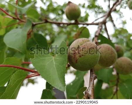 Fresh green apricots closeup picture 