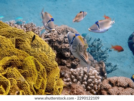 School of exotic coral fish -  so called trigger-fish, scientific name is Rhinecanthus assasi, the species belongs to the family Balistidae, it inhabits Red Sea, Middle East Royalty-Free Stock Photo #2290122109