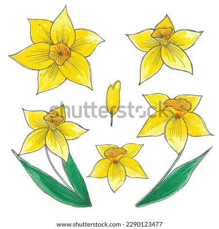 Hand drwan watercolor yellow daffodil elements. Isolated on white background. Scrapbook, post card, banner, label