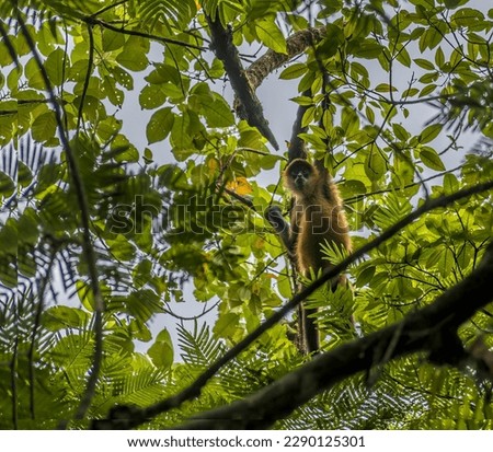 A view of a spider monkey above a tributary of the Tortuguero River in Costa Rica during the dry season Royalty-Free Stock Photo #2290125301