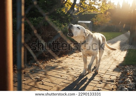 Barking dog behind fence. Noisy labrador retriever guarding house.
