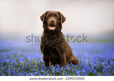 happy labrador retriever dog posing on a field of blooming scilla flowers Royalty-Free Stock Photo #2290135965