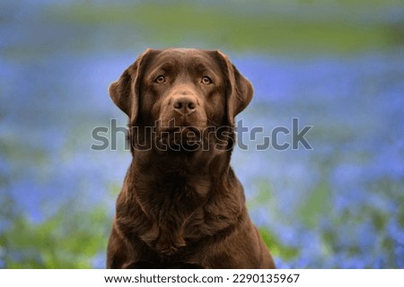 chocolate labrador retriever dog portrait outdoors in spring Royalty-Free Stock Photo #2290135967