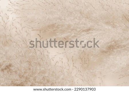 Dry pampas grass background, beige tone, top view, flat lay. Aesthetic minimal abstract floral background, bohemian poster