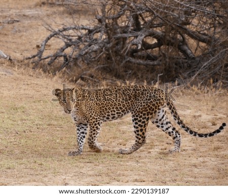 Close up of leopard, Yala National Park, Sri Lanka. High quality photo
