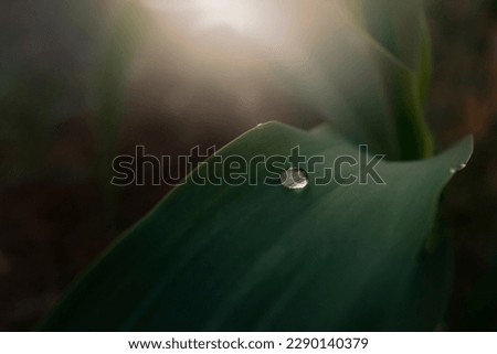 Unfocused background and shallow focus on macro view of dew drop over a green leaf and sunbeam effect. Relaxing and suggestive image useful for environment spa .