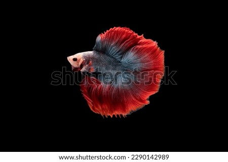 "Halfmoon Betta" capture the moving moment beautiful of siam betta fish in thailand on black background 