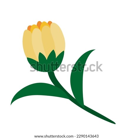 Yellow bud of daisy or chamomile flowers on white. Clip art.
