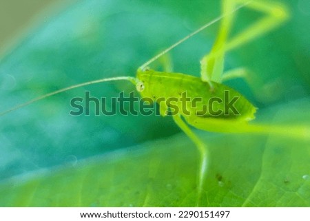 
A green grasshopper with a deformed right leg is photographed using a macro lens