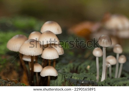 Mushroom on tree trunk. Group of Mycena Mushrooms in the forest.
In English called Oak-stump bonnet cap or clustered bonnet.
Widespread in North America, Europe, Asia and Africa. Royalty-Free Stock Photo #2290165891