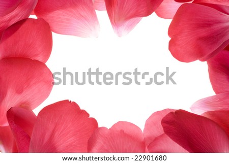 pink garden rose petals arranged as background