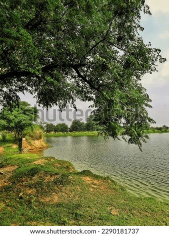 a image of a man made pond side and old green tree.