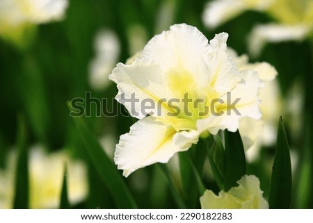 blooming Iris(Flag,Gladdon,Fleur-de-lis) flowers,close-up of beautiful white with yellow Iris flowers blooming in the garden 