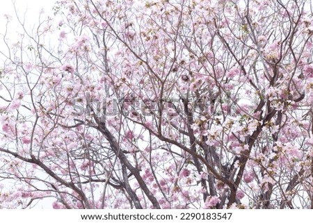 blurred defocus Pink Tecoma , Pink Trumpet Tree , cherry blossom street in spring with blue sky background