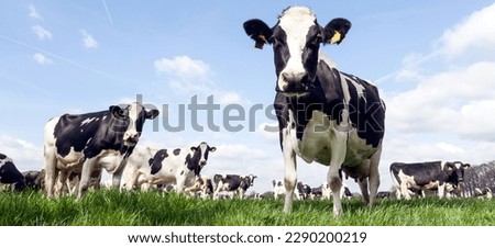 closeup of black and white cows in dutch meadow on sunny spring day in the netherlands Royalty-Free Stock Photo #2290200219