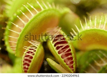 Group of Venus flytraps, green and red carnivorous wetlands plant, abstract floral background