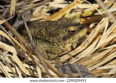 Solitary common toad in the sun.