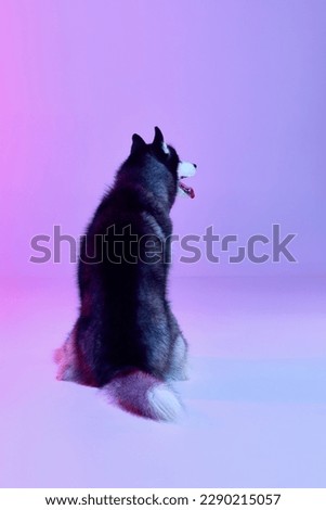 Black and white groomed puppy of Husky dog sitting his back to camera isolated on gradient pink purple background in neon light. Concept of animal, care, health and beauty