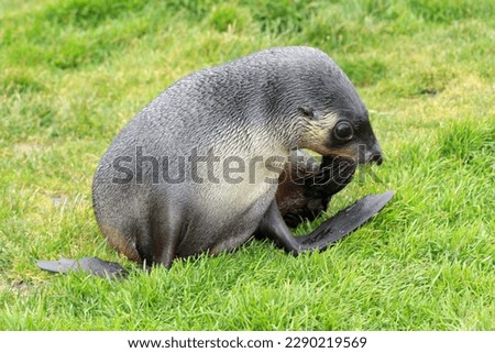 Eared seal is resting grass, Fortuna Bay, South Georgia Island Royalty-Free Stock Photo #2290219569