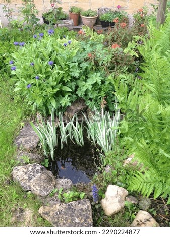 A cottage garden pond with stone surround and ferns, home for wildlife including frogs, newts, toads and dragonflies amongst the plants