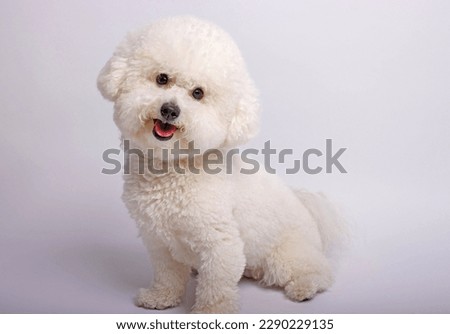 The Bichon Frisé toy dog photo-shooting in studio Royalty-Free Stock Photo #2290229135